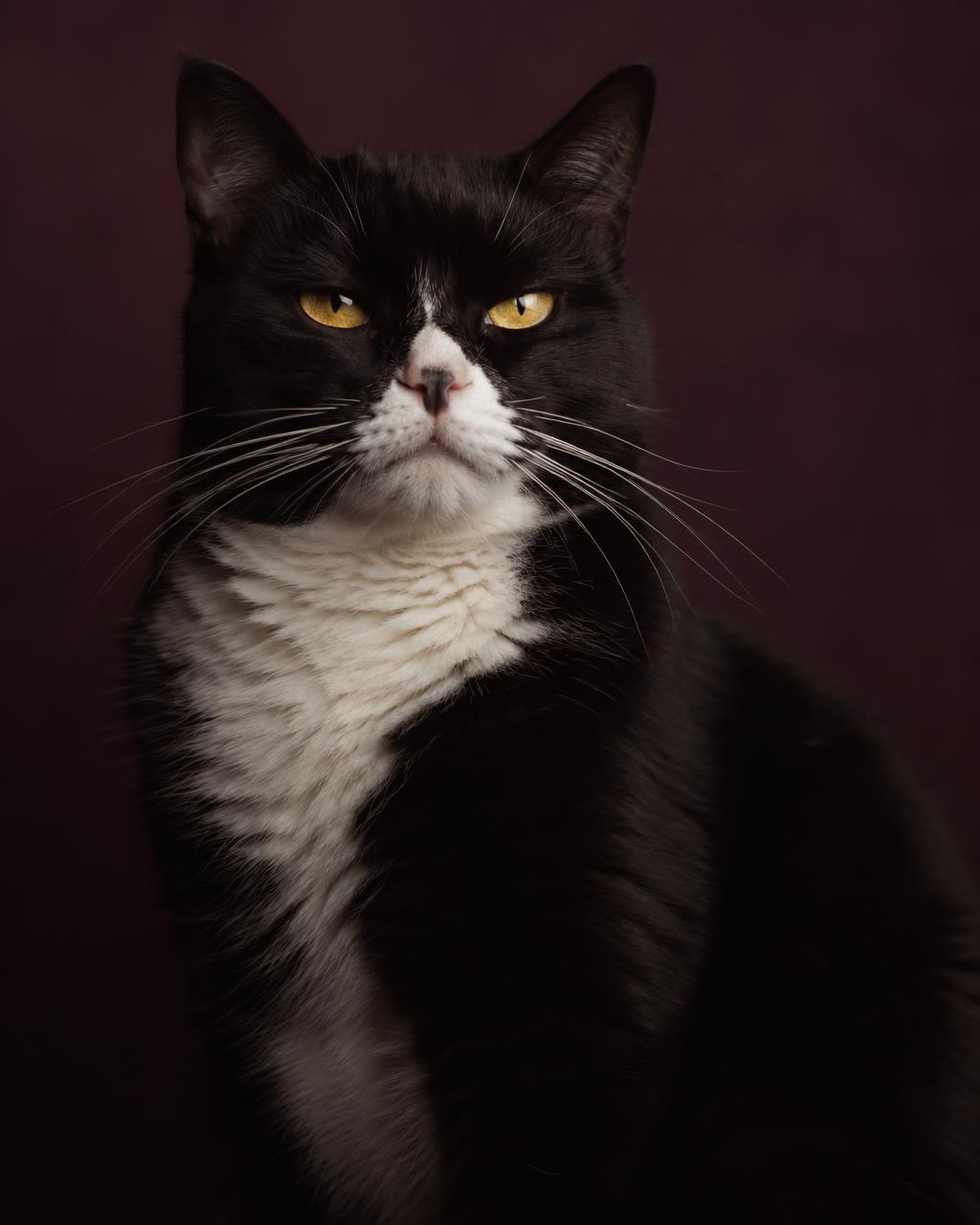 Retrato ilustrativo de un gato blanco y negro de ojos amarillos