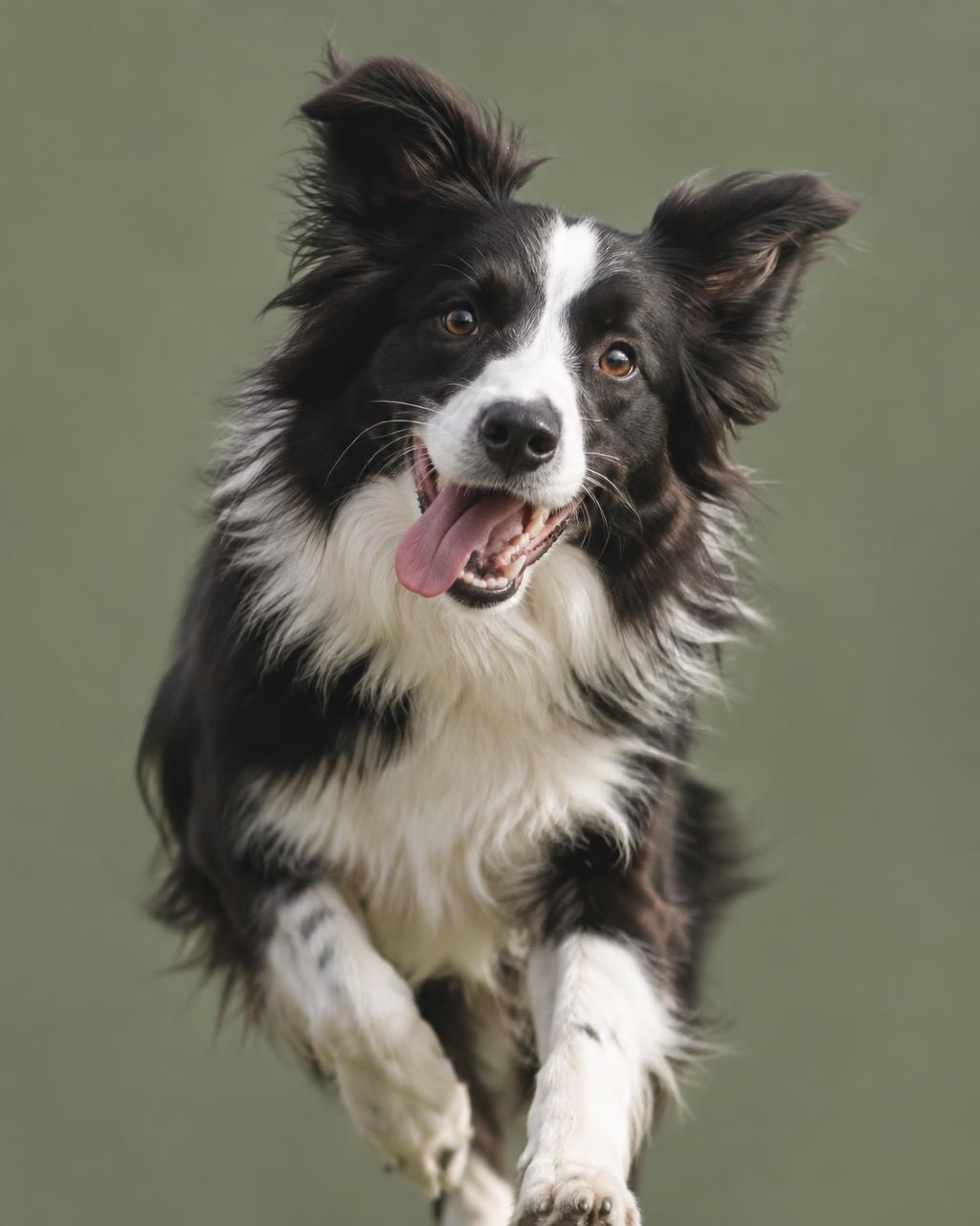 Retrato ilustrativo de un border collie corriendo